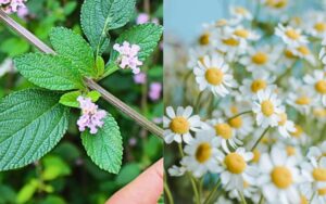 Erva-cidreira ou camomila: qual é melhor para relaxar e dormir?