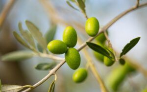 Colesterol ruim: Chá de oliveira funciona?