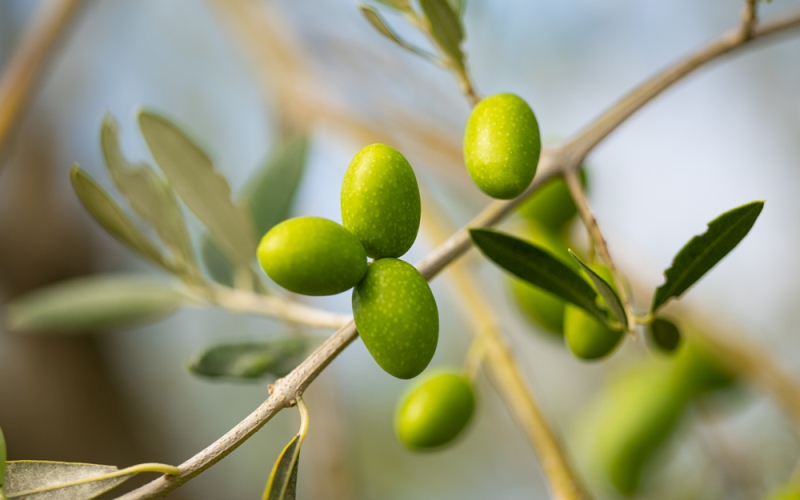 Colesterol ruim: Chá de oliveira funciona?