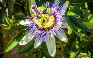 Como a passiflora atua no alívio da ansiedade?
