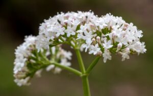  Insônia? Descubra como a valeriana pode te ajudar hoje