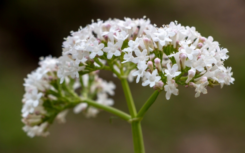  Insônia? Descubra como a valeriana pode te ajudar hoje