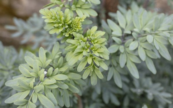 Planta milenar que limpa os olhos e fortalece o coração