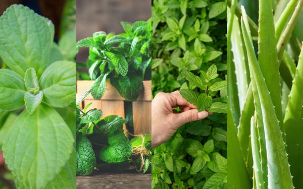 10 plantas medicinais incríveis para ter sempre em casa